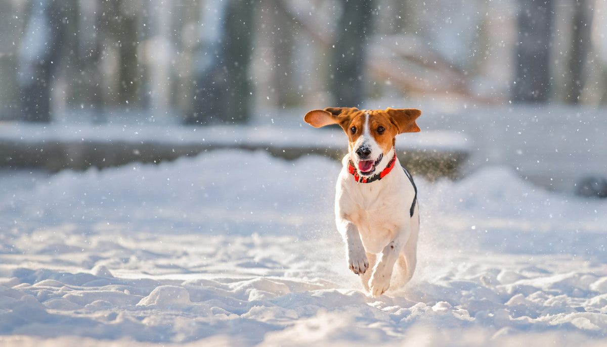 Tipps, um deinen vierbeinigen Freund im Winter warm zu halten