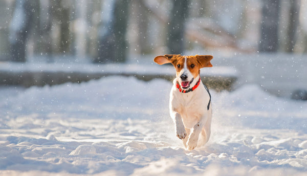 Tipps, um deinen vierbeinigen Freund im Winter warm zu halten