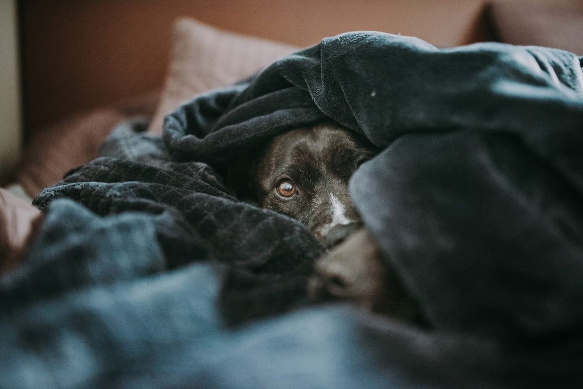 Scheinträchtigkeit bei Hunden