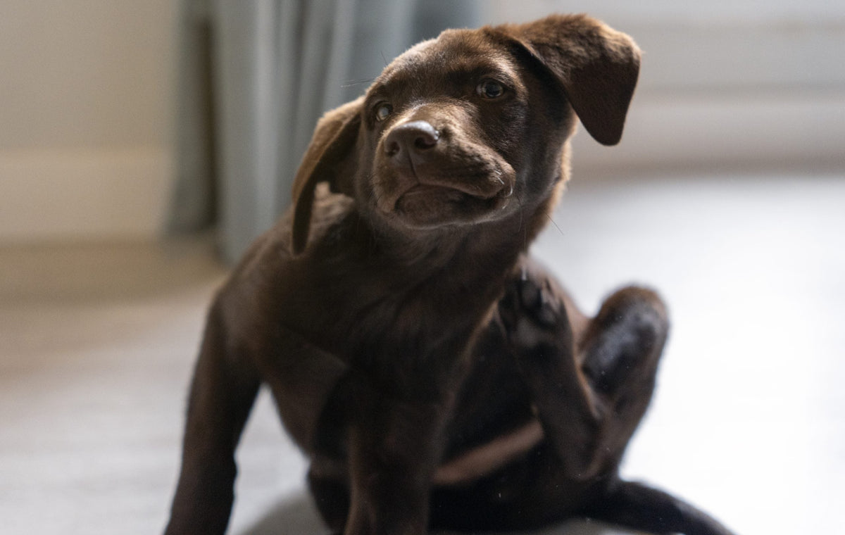 Alles, was für Hunde giftig ist (und warum das öfter schiefgeht, als man denkt)