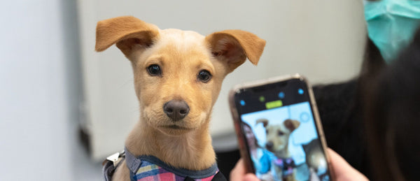Fünf Instagram Hunde