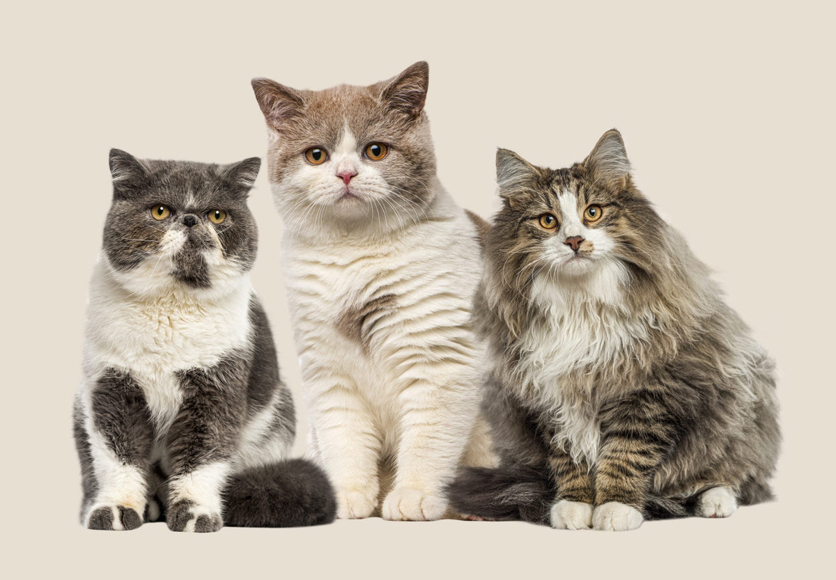 Frisches Fleisch für Katzen? 7 Dinge, die du unbedingt wissen solltest