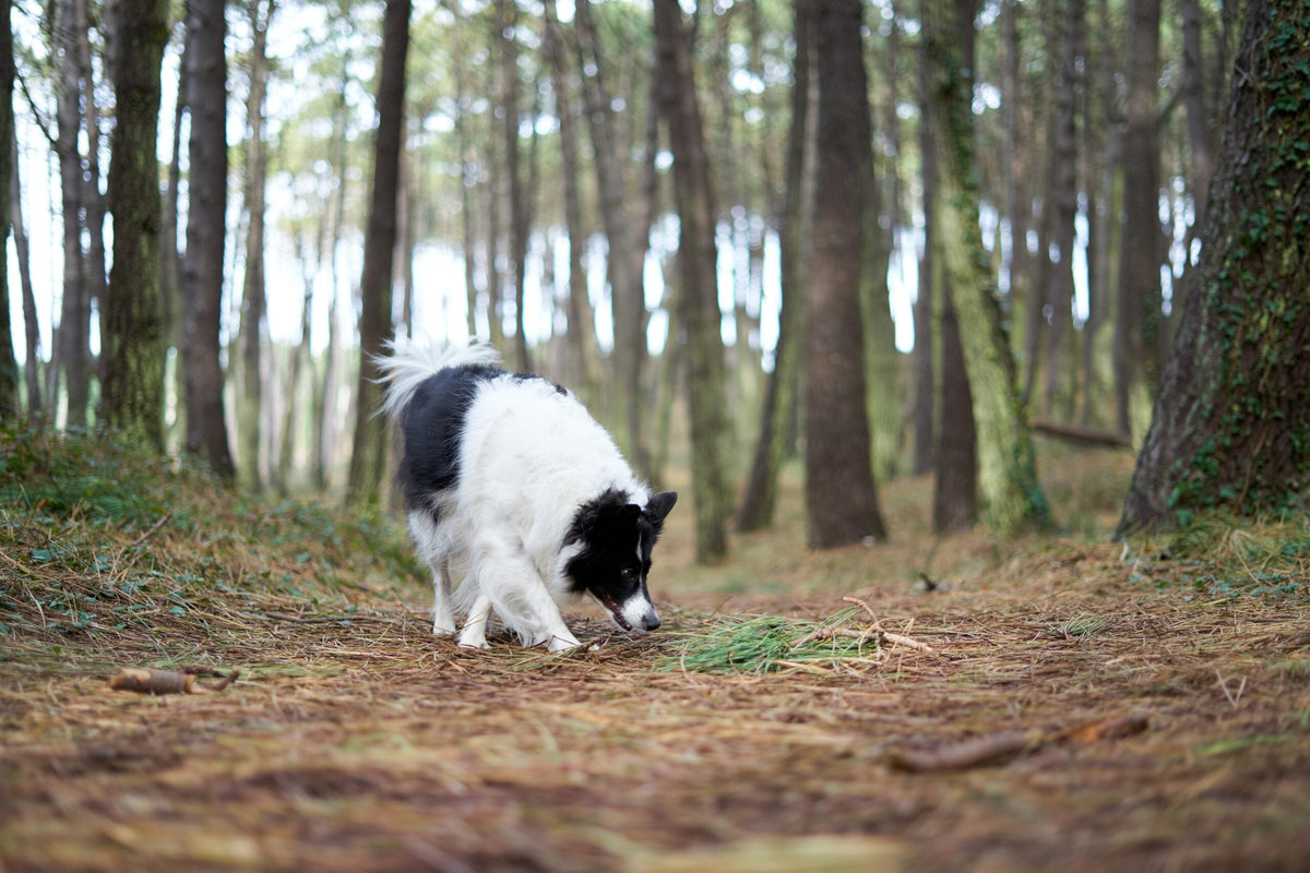 Aktivitäten für deinen Hund: 4 Tipps für den Herbst