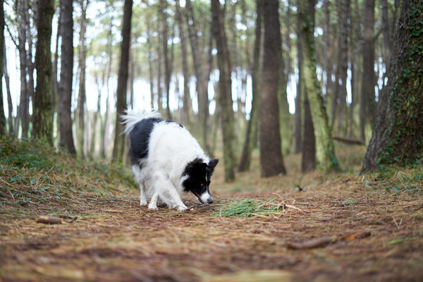 Aktivitäten für deinen Hund: 4 Tipps für den Herbst