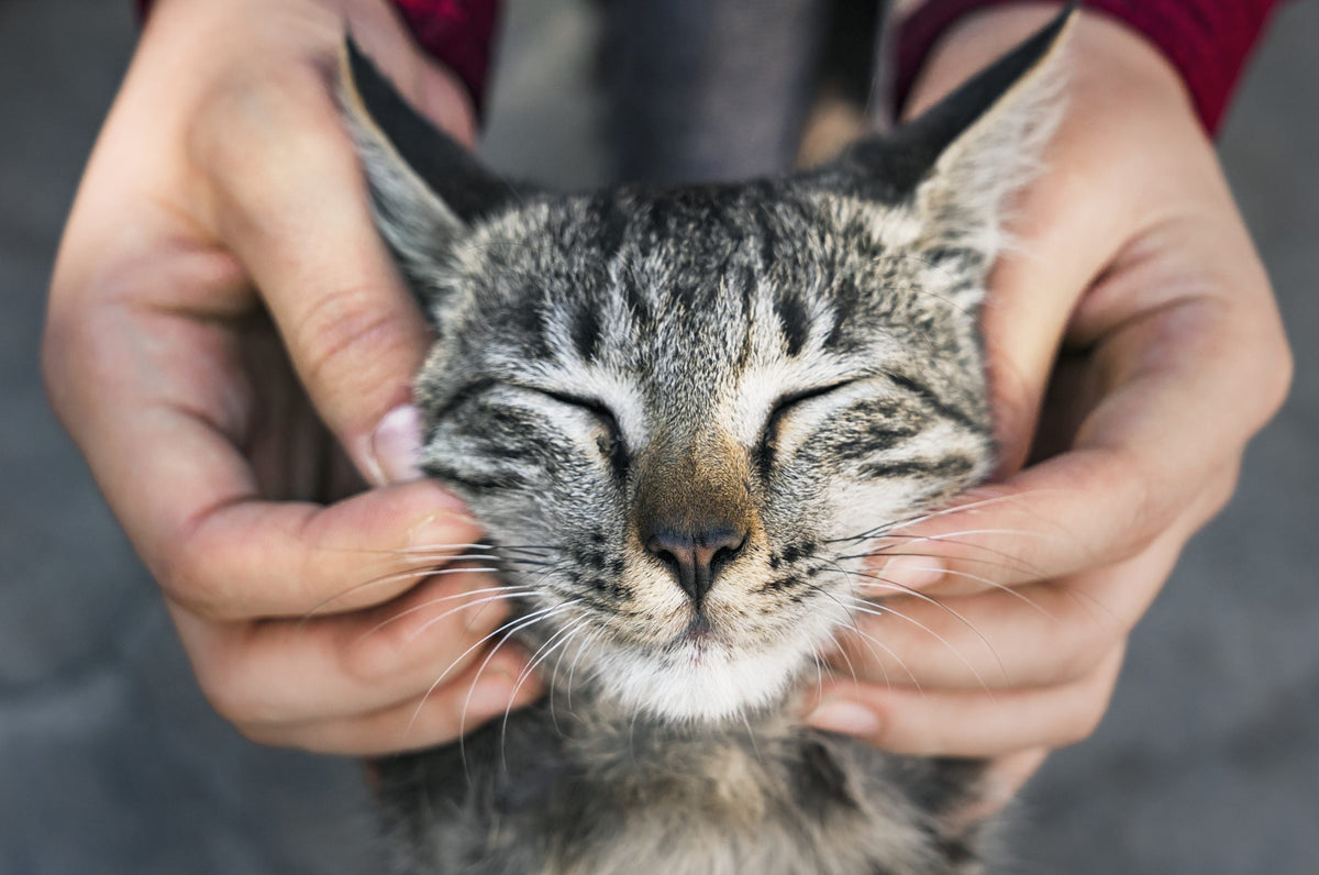 Gute Vorsätze für dich und deine Katze