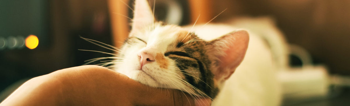 Wie geht man mit einer rolligen Katze um?