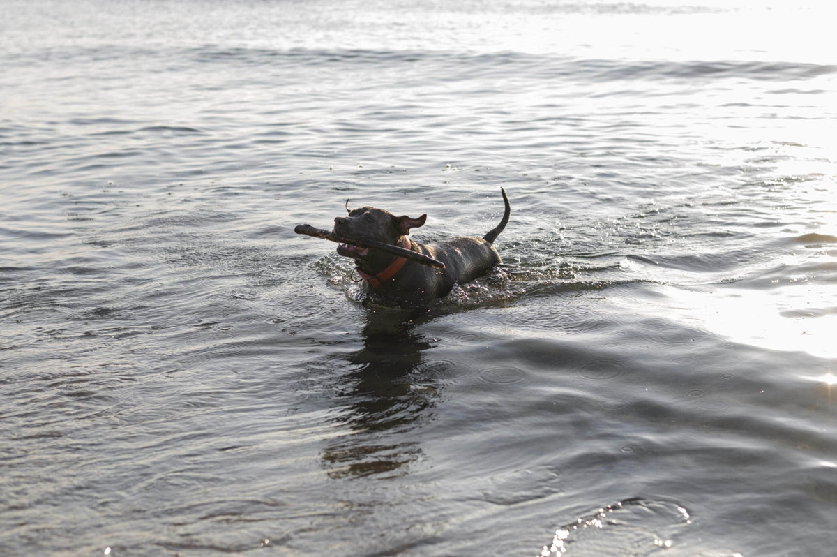 Sicheres Schwimmen für deinen Hund
