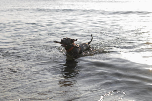 Sicheres Schwimmen für deinen Hund
