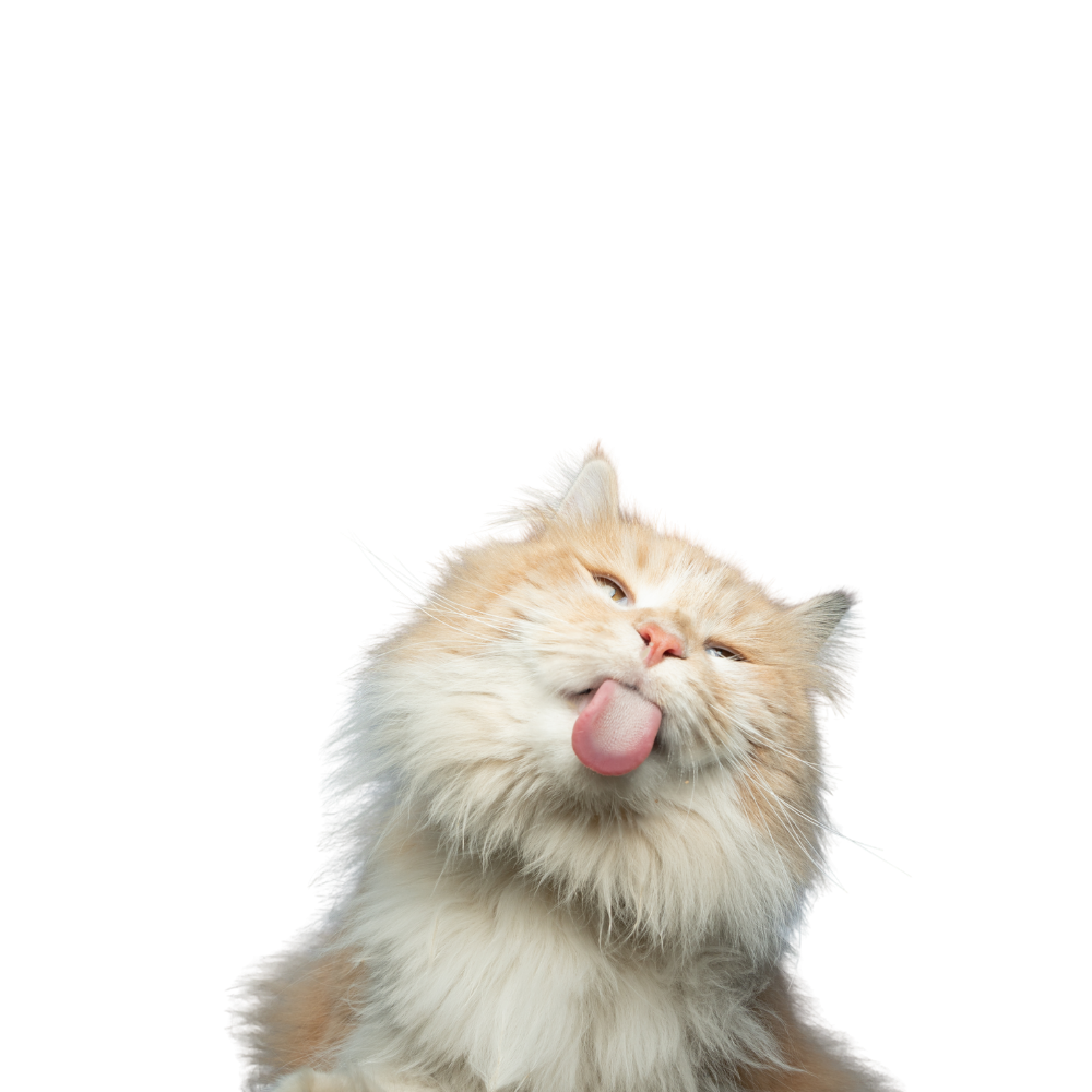 Artgerechtes|Futter für|deine Katze.