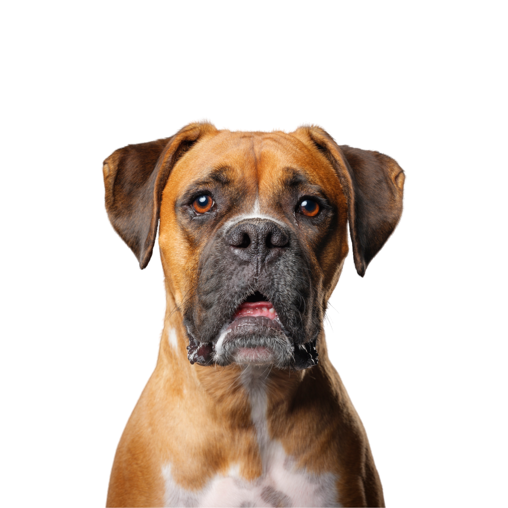 Natürliches|Futter für|deinen Hund.